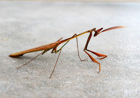 Empusa - Senegal