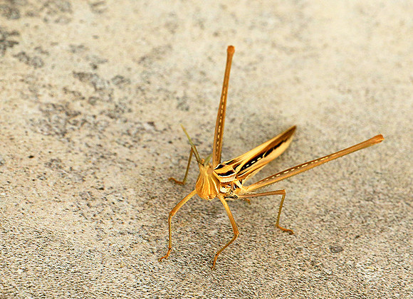 Praying mantis - Senegal