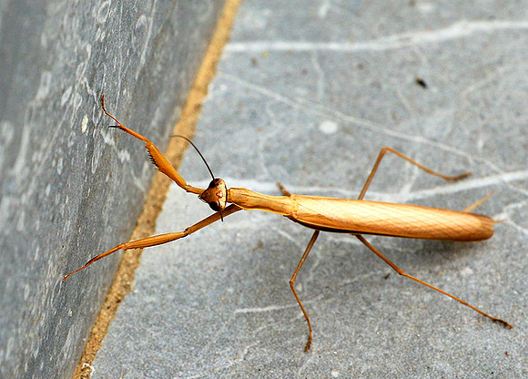 Praying mantis - Senegal