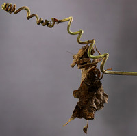 Leaf mantis acanthopid - Costa Rica