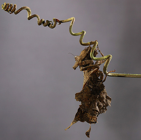 Leaf mantis acanthopid - Costa Rica