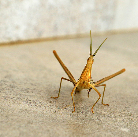 Praying mantis - Senegal