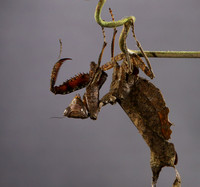 Leaf mantis acanthopid - Costa Rica