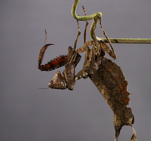 Leaf mantis acanthopid - Costa Rica
