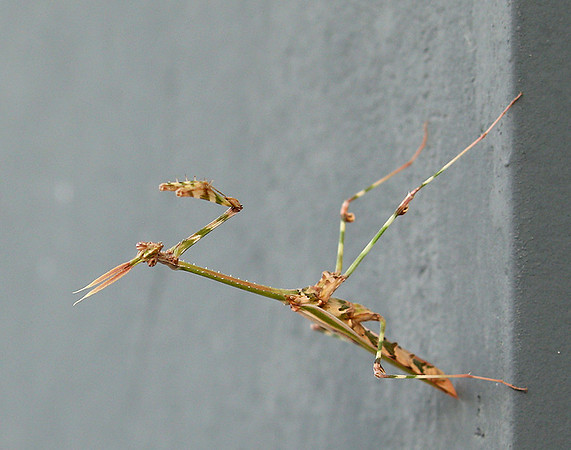 Empusa pennata - Senegal