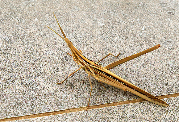 Praying mantis - Senegal