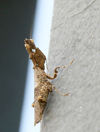 Empusa - Senegal