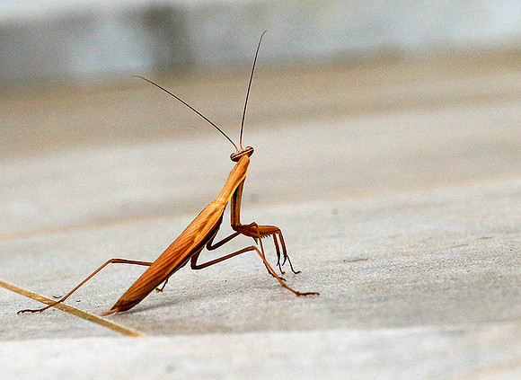 Praying mantis - Senegal