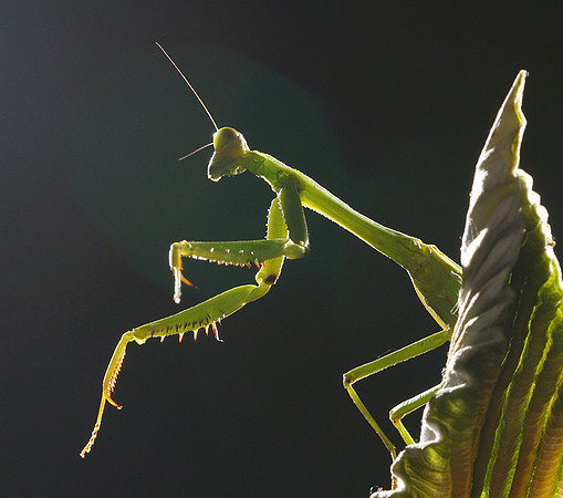 Praying mantis - Costa Rica