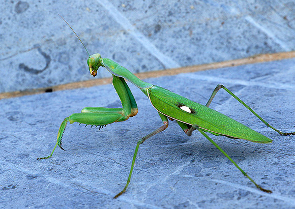 Praying mantis - Senegal