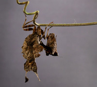 Leaf mantis acanthopid - Costa Rica