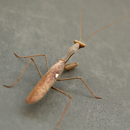 Praying mantis - Senegal