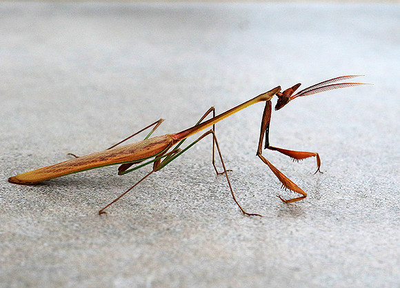 Empusa - Senegal