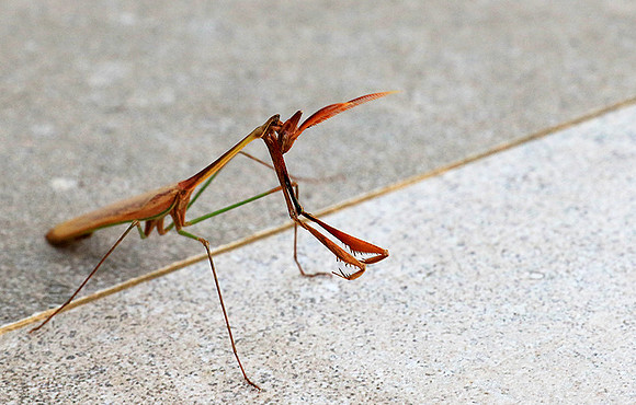 Empusa - Senegal
