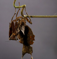Leaf mantis acanthopid - Costa Rica