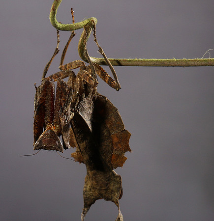 Leaf mantis acanthopid - Costa Rica