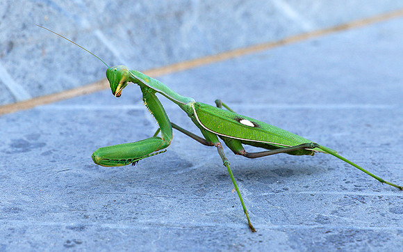 Praying mantis - Senegal