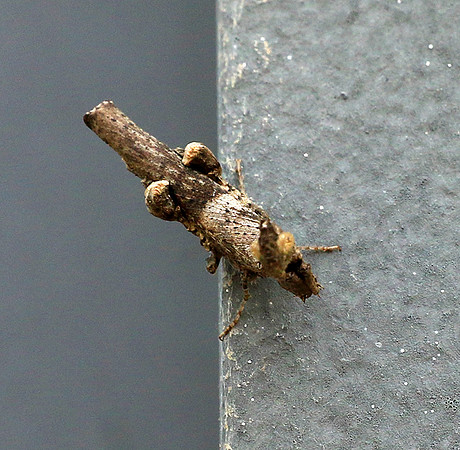 Empusa - Senegal