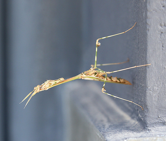 Empusa pennata - Senegal