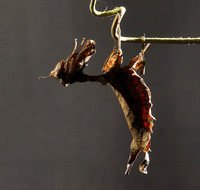 Leaf mantis acanthopid - Costa Rica