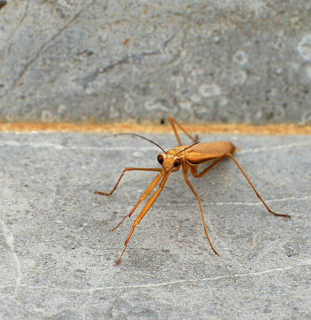 Praying mantis - Senegal