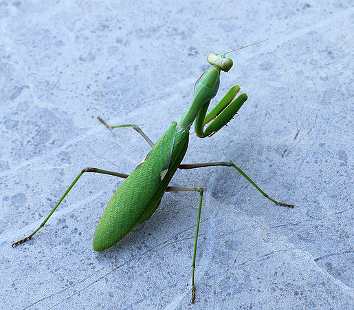 Praying mantis - Senegal