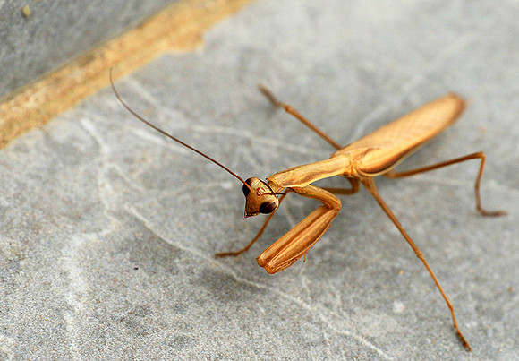 Praying mantis - Senegal