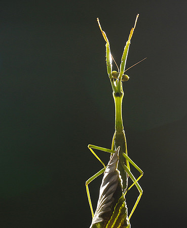 Praying mantis - Costa Rica