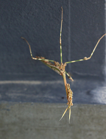 Empusa pennata - Senegal