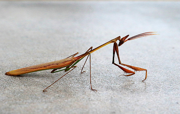 Empusa - Senegal