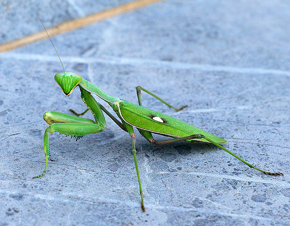 Praying mantis - Senegal