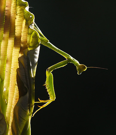 Praying mantis - Costa Rica