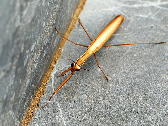 Praying mantis - Senegal