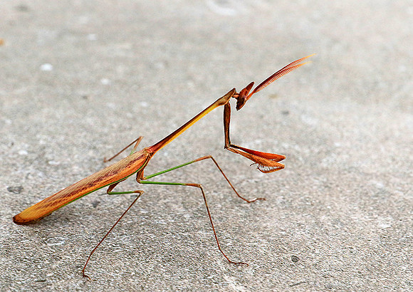 Empusa - Senegal