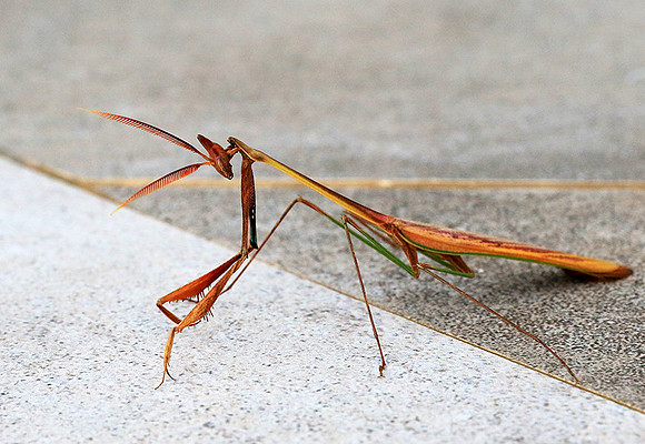 Empusa - Senegal