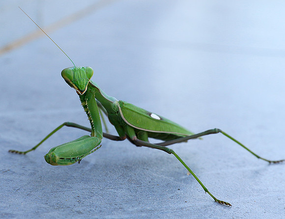 Praying mantis - Senegal