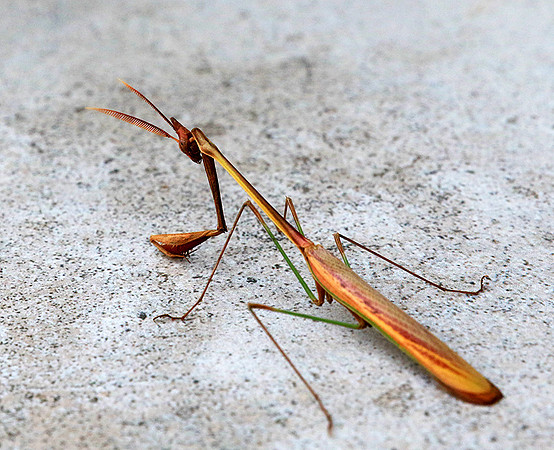 Empusa - Senegal