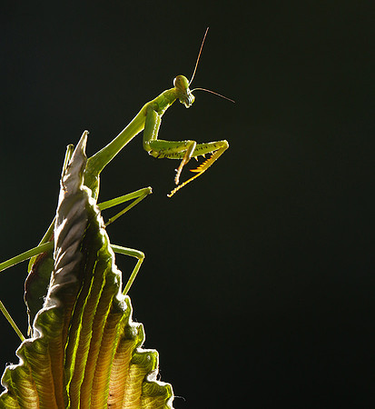 Praying mantis - Costa Rica
