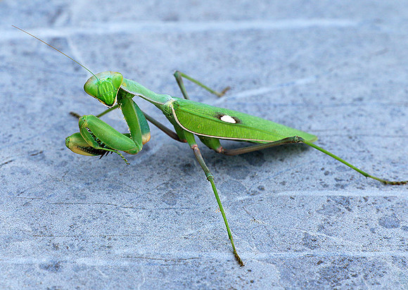 Praying mantis - Senegal