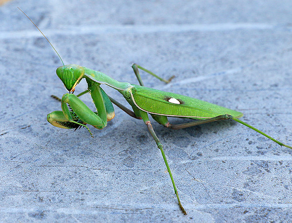 Praying mantis - Senegal