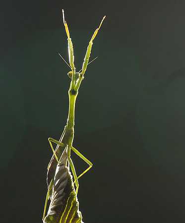 Praying mantis - Costa Rica