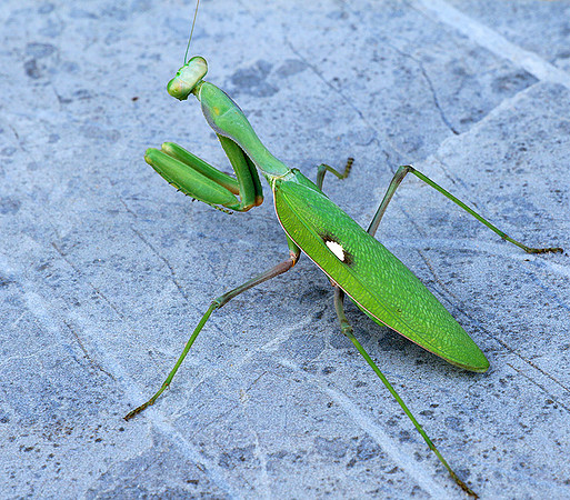 Praying mantis - Senegal