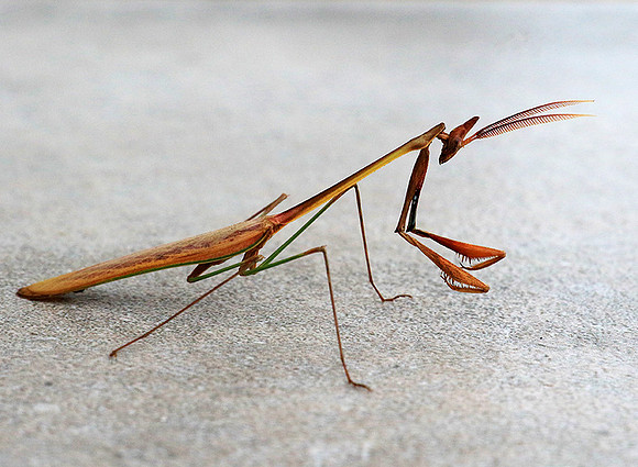 Empusa - Senegal