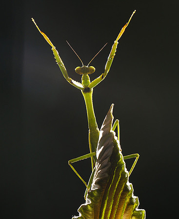 Praying mantis - Costa Rica