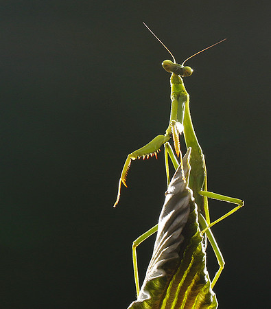Praying mantis - Costa Rica