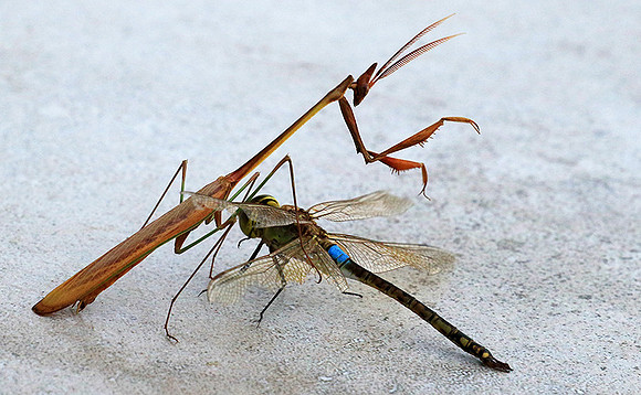 Empusa - Senegal