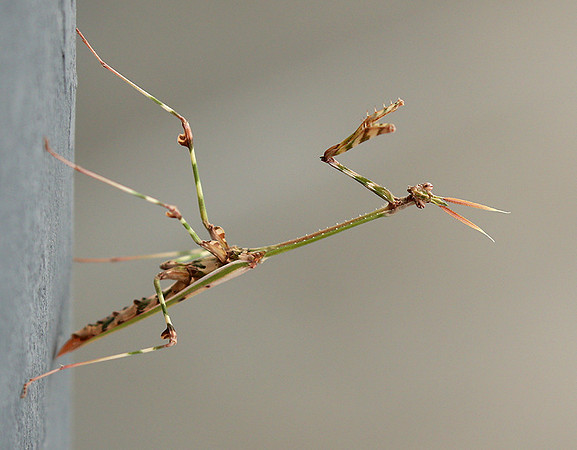 Empusa pennata - Senegal