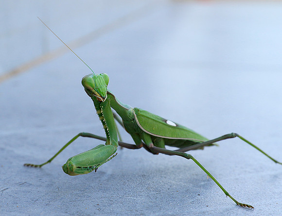 Praying mantis - Senegal