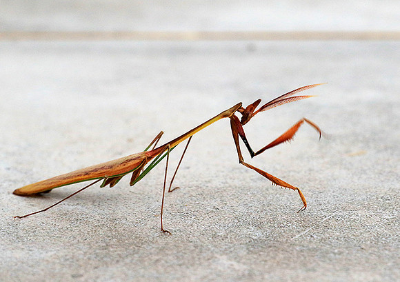 Empusa - Senegal