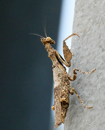 Empusa - Senegal